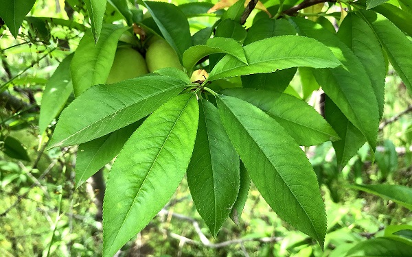 治疗前列腺肥大怎么办?可以看看这个偏方!